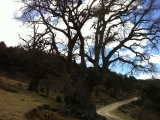 Arbol Monumental