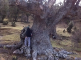 Arbol Monumental