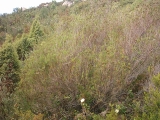 DIGITAL CAMERA