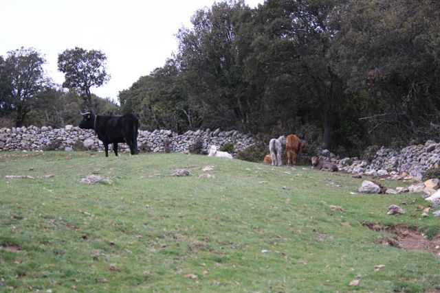 Vacas negras con terneros
