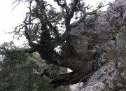 Arbol retorcido