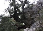 Arbol retorcido