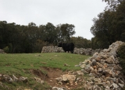 Vacas negras