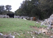 Vacas negras con terneros