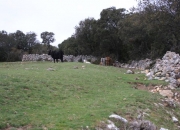 Vacas negras con terneros