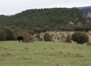 Vaca y prado