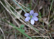 Flor 