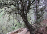 Arbol