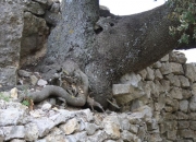 Arbol retorcido, primer plano