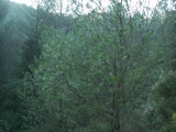 PICT0003
