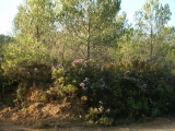PICT0004
