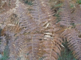 p1060441